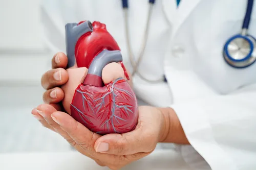 cardiovascular disease cvd doctor with heart human model anatomy treatment patient hospital